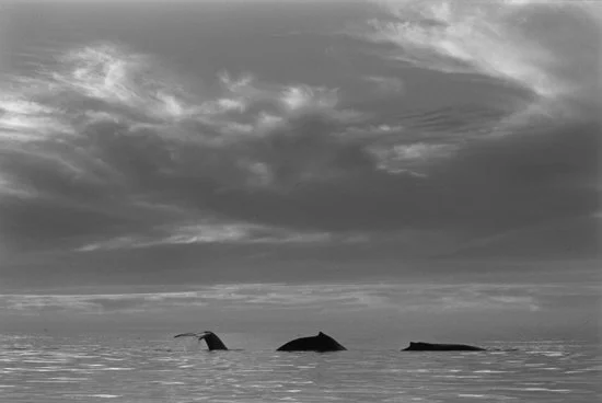 Three Humpbacks Twilight, Monterey Bay 