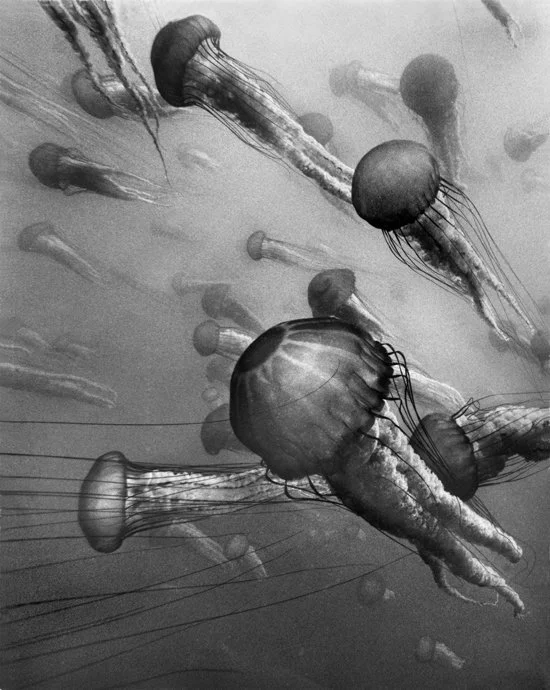 Sea Nettles #7, Point Lobos