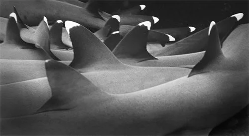 Reef White-tipped Sharks Dorsal Fins Abstract,  Roca Partida, Mexico