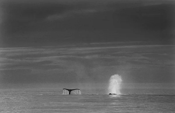 Twilight humpback whales #5, Monterey Bay