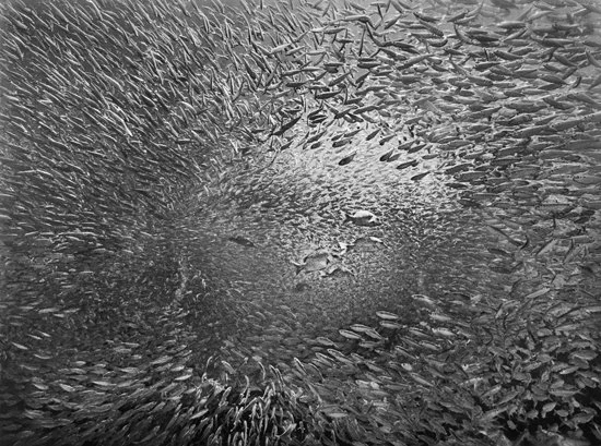 Pacific Sardine Vortex 1987-01