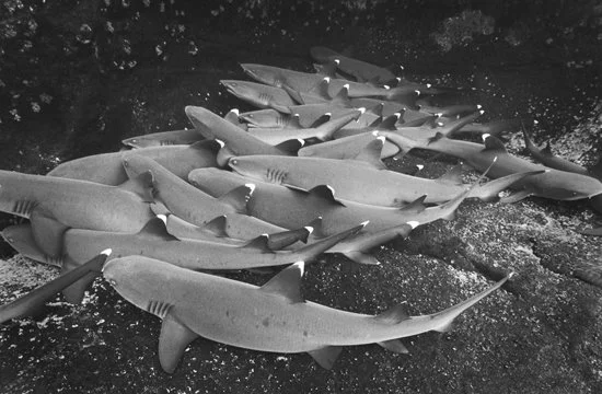 Reef White-tipped Sharks quiescing,  Roca Partida, Mexico