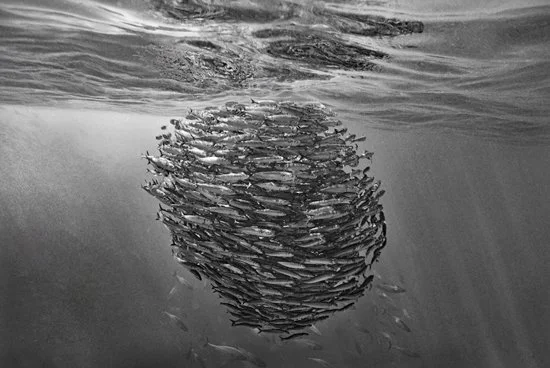 Pacific Sardine Sphere 2250-12