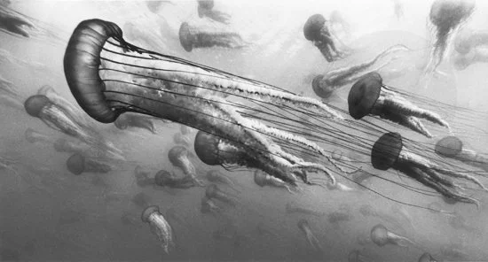 Sea Nettles #19