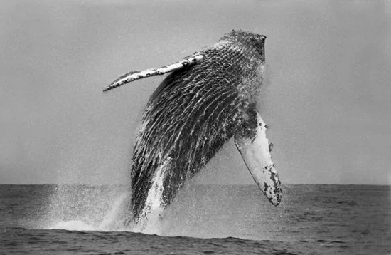 Humpback Breach, Monterey Bay 1813-24