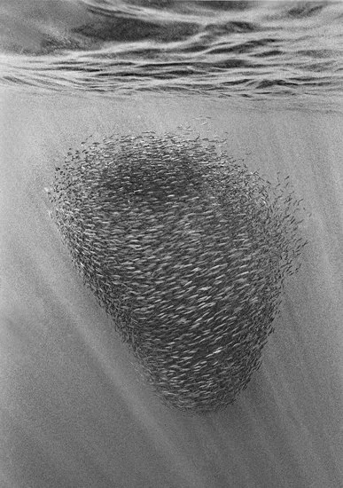 Pacific Sardine Tornado 2248-07