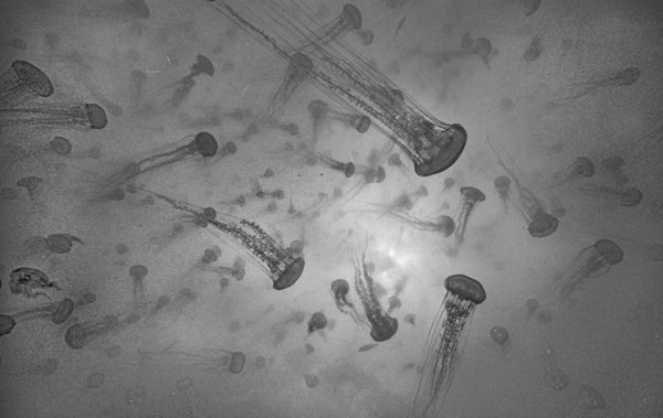 Sea Nettles Swarm, Monterey Bay #18