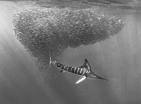 Striped Marlin Feeding on Sardine Baitball, #2247-13