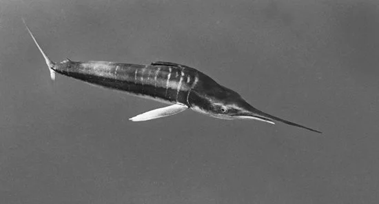 Striped Marlin with retracted Dorsel Fin 2249-04
