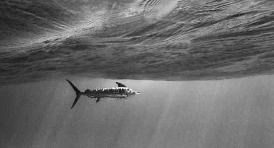 Striped Marlin under Wave Swell 2206-05