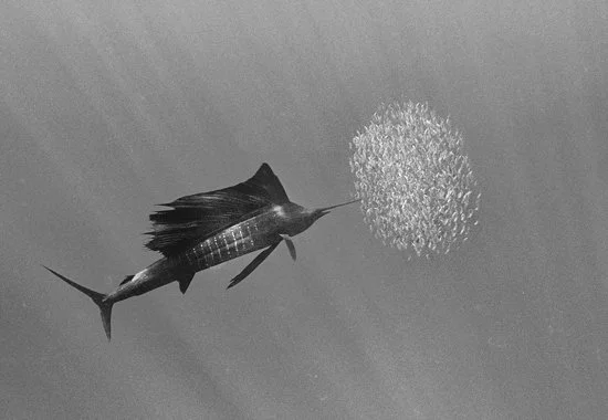 Sail Fish with Bait Ball 2248-11