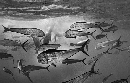 Dorado and Sea lions attacking Sardines 2163-10