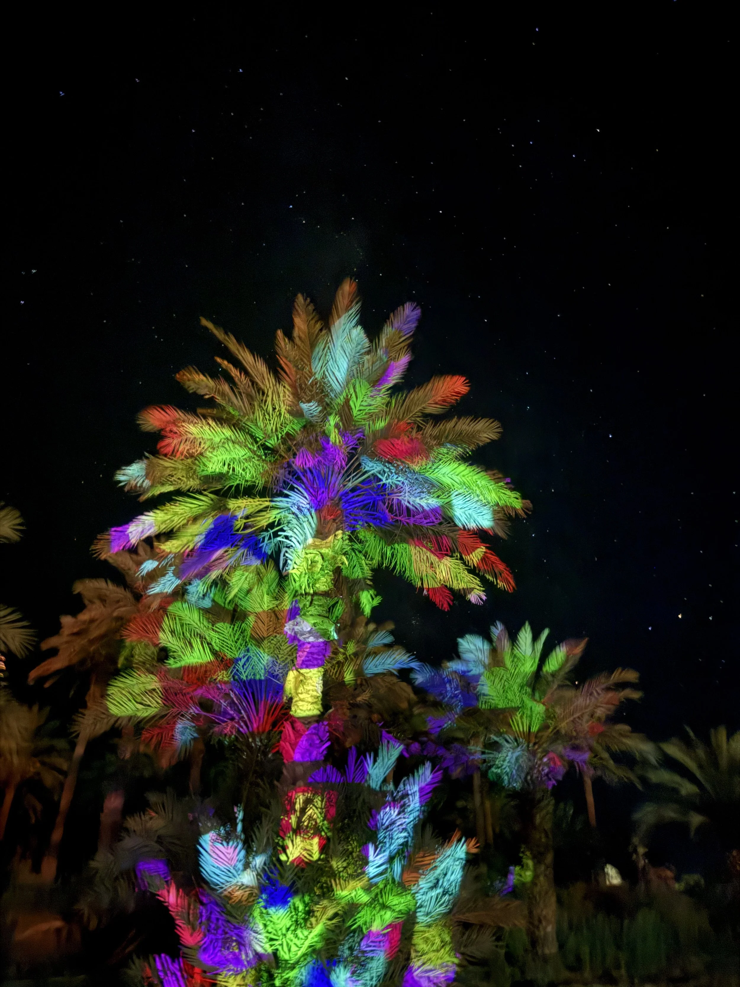 Colorful illuminated palm trees at night with stars in the sky.