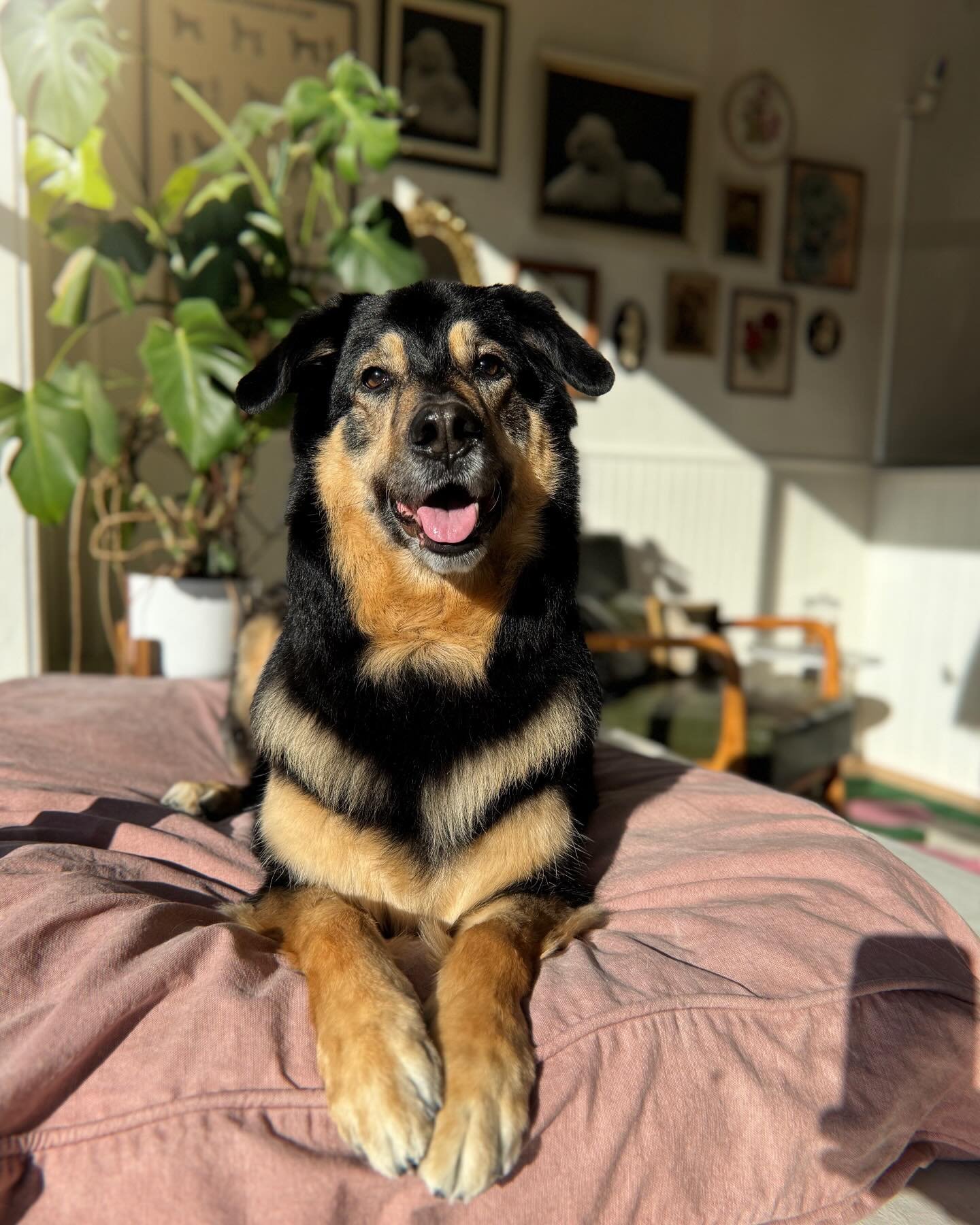 Enjoying the spring sunrise with Kota 💕