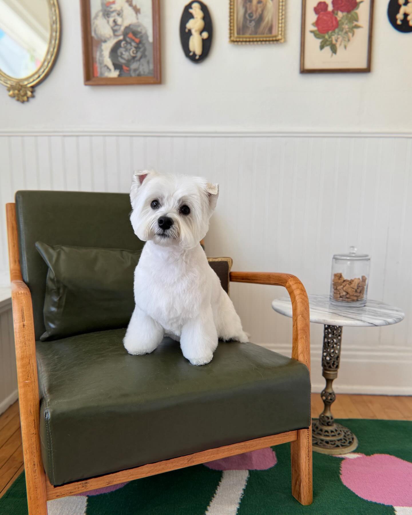 Penny the West Highland White Terrier posing like a little doll today ❤️
