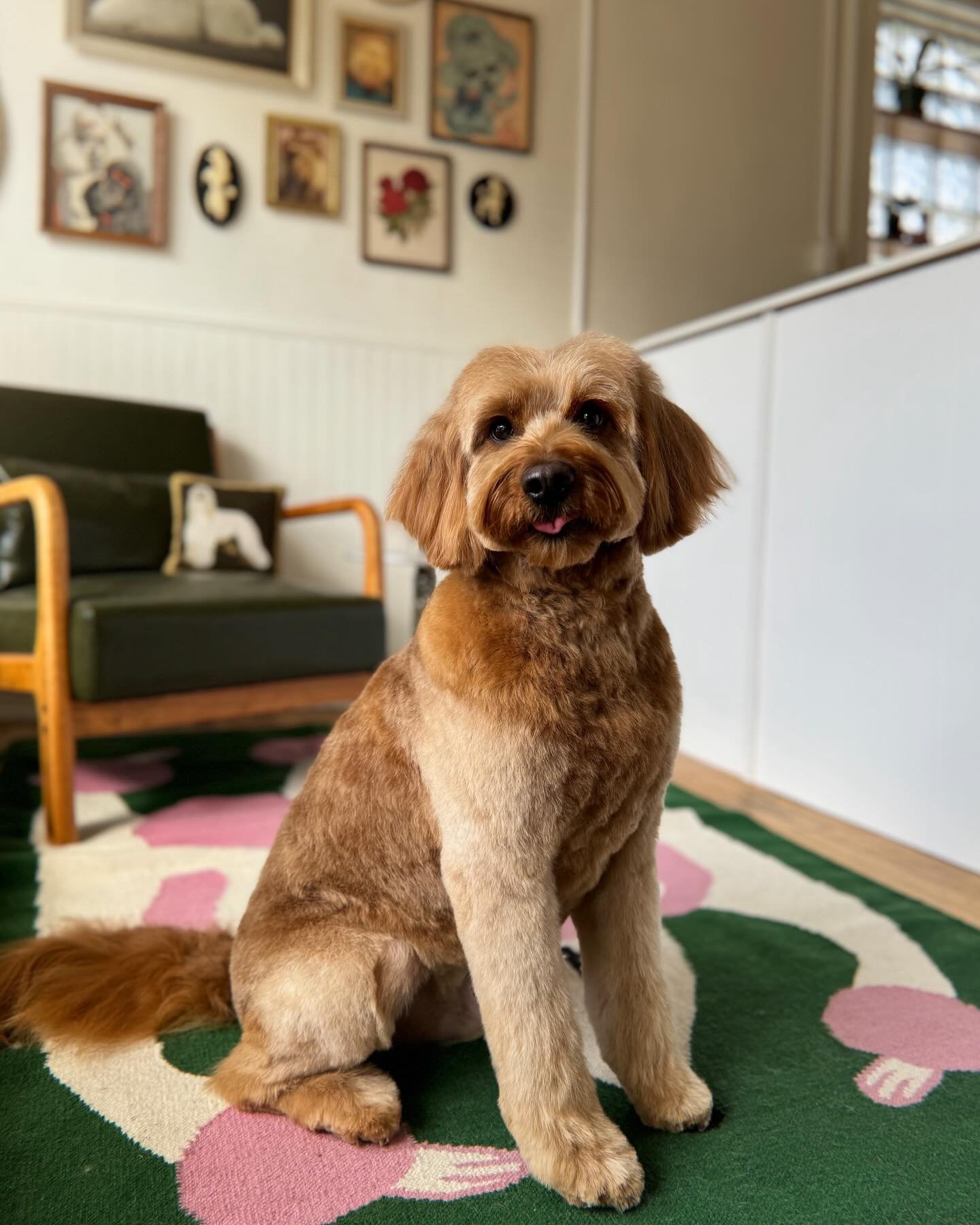 An adorable new friend, Lucky the mini goldendoodle 🥰🍀 

Profile shot because I love his little hint of brows that his mom requested. A little touch that added so much character!