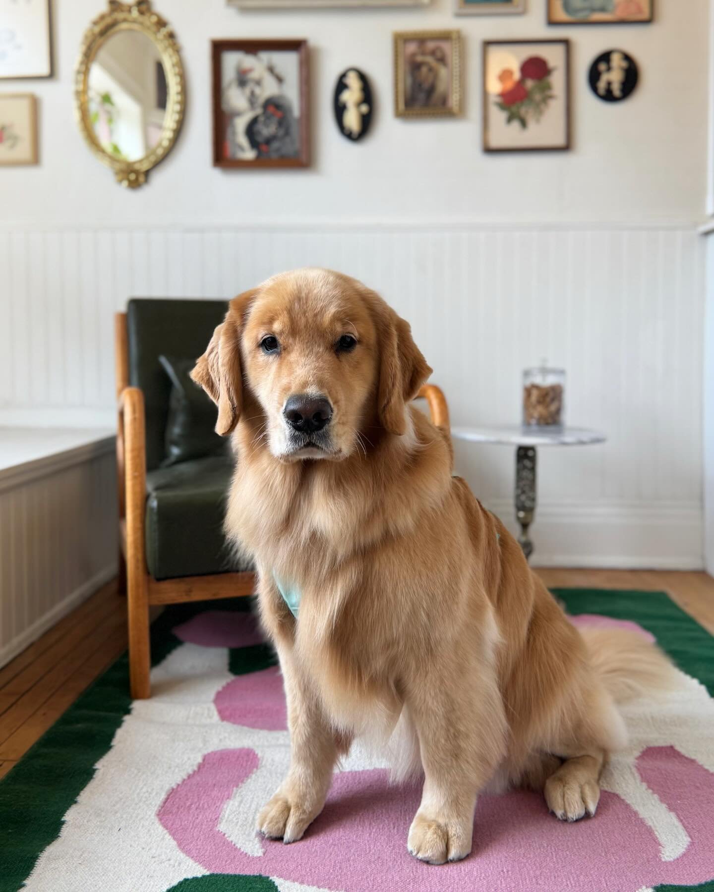 stunning gorgeous the epitome of all things golden retriever @noraenpaw
