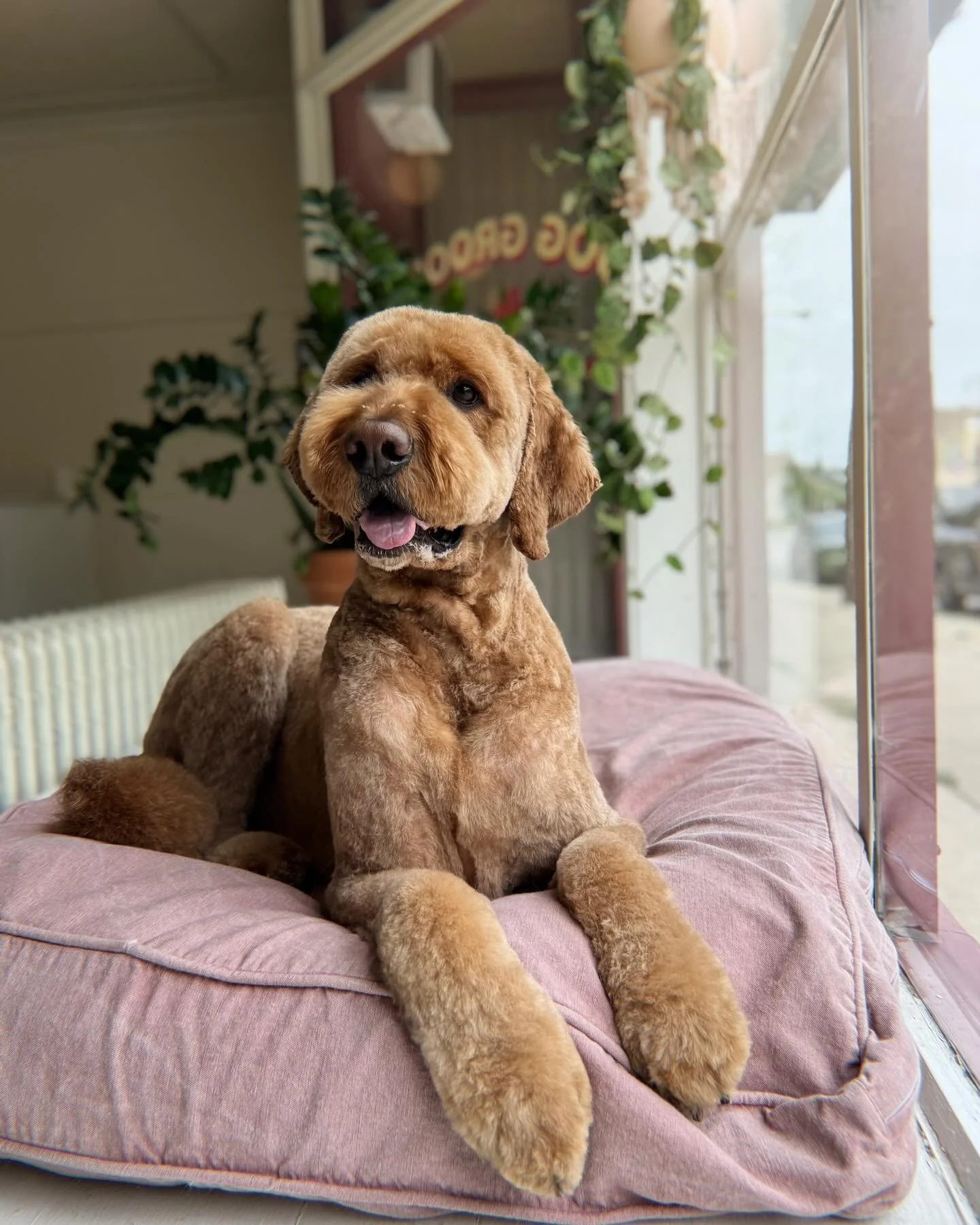 It&rsquo;s summer cut season 😎✂️☀️ and Walter is looking as cute as ever in his shorter trim!