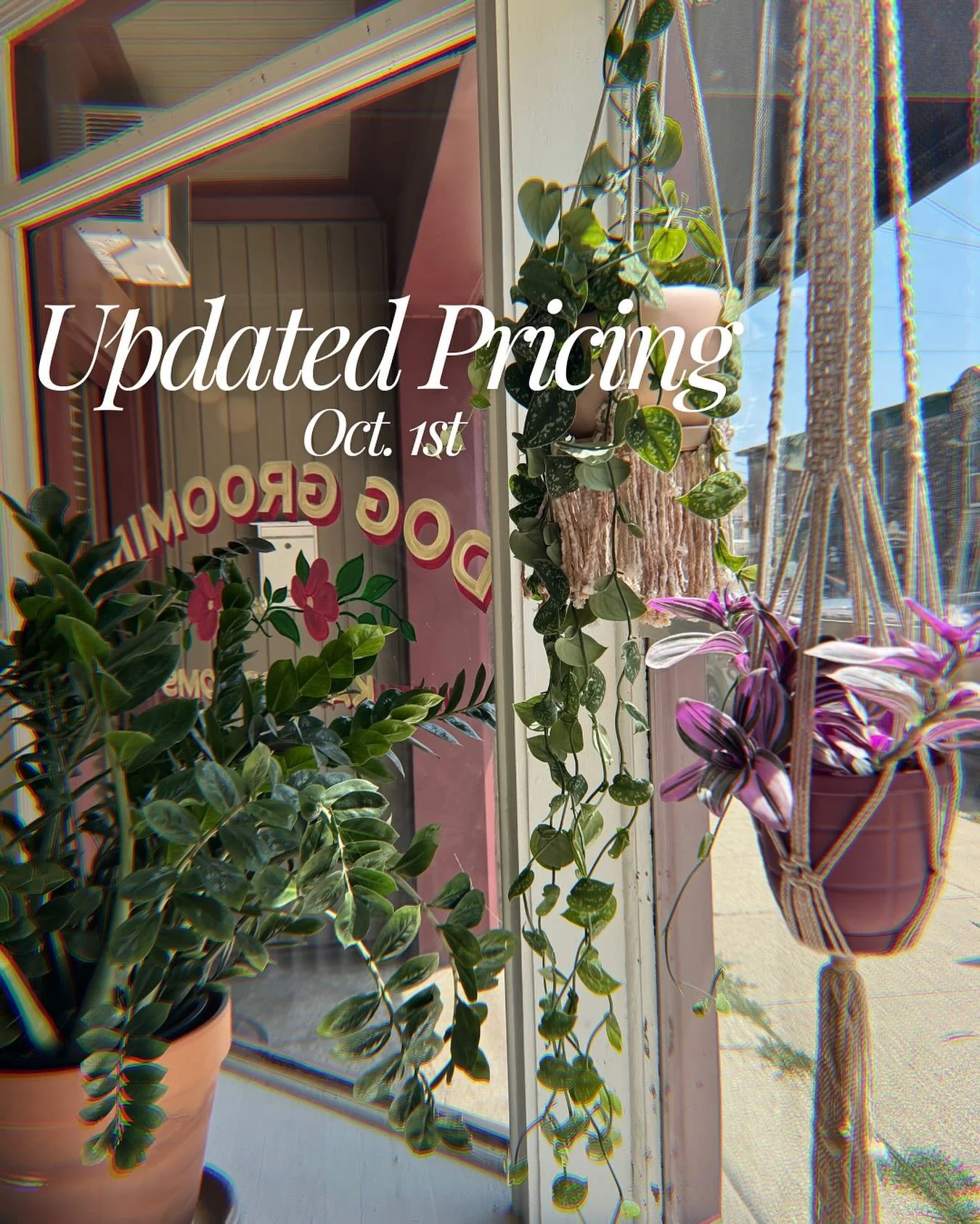 Hi everyone! Wanted to give a heads up that starting Oct 1st there will be a price increase in the range of $5-$20 on full grooms. It will be based on size and time needed for the appointment.

I&rsquo;m about to hit the one year anniversary of the s