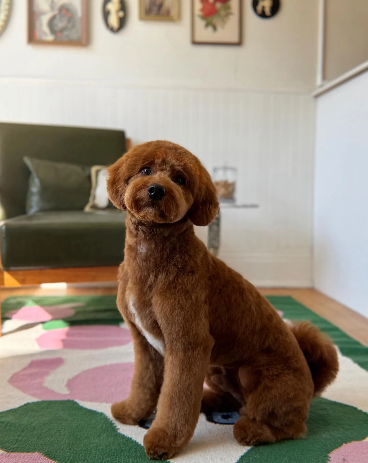 Had the honor of giving Louie the 7 month old mini doodle puppy his big boy haircut today ❤️ he&rsquo;s so sweet and handsome!! 🥰