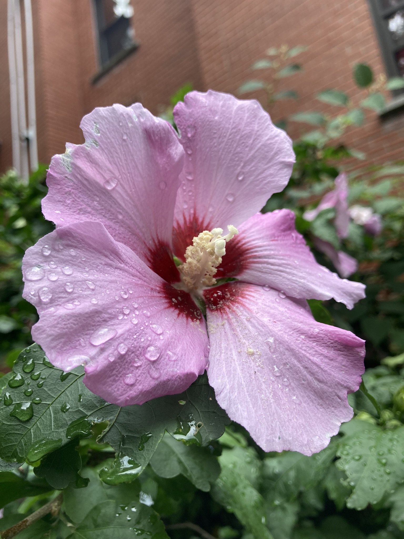 IMG_0827.JPEG