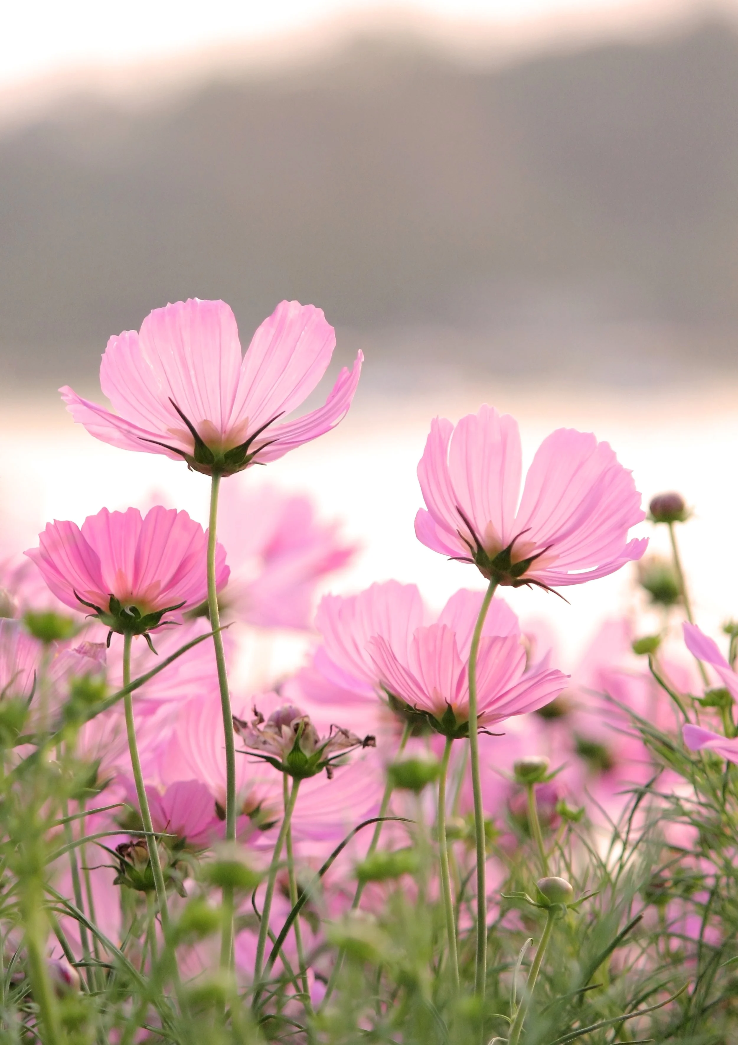 cosmos-flowers.jpg