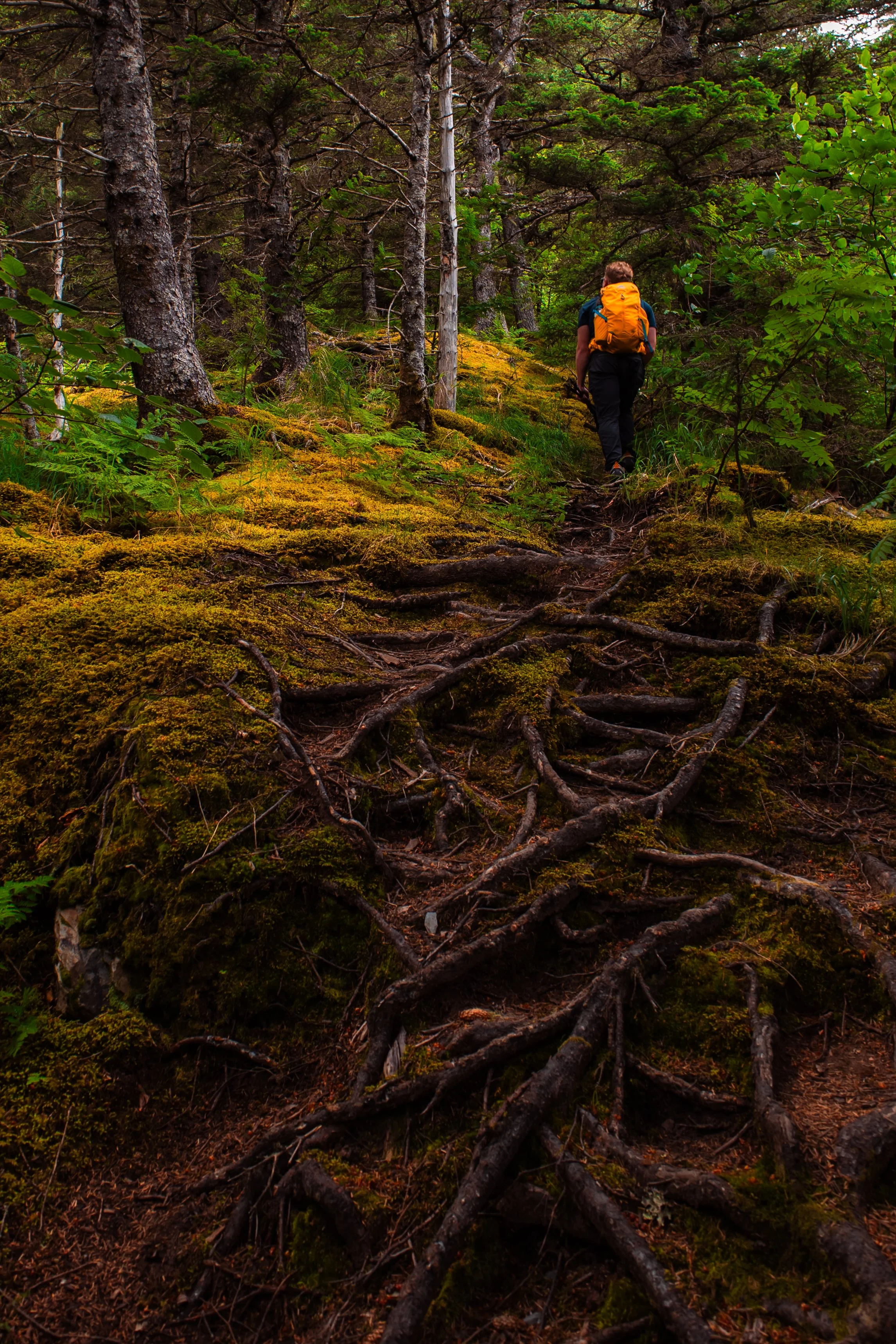 A person hiking up a moss-covered trail through a lush green forest, carrying a yellow backpack.