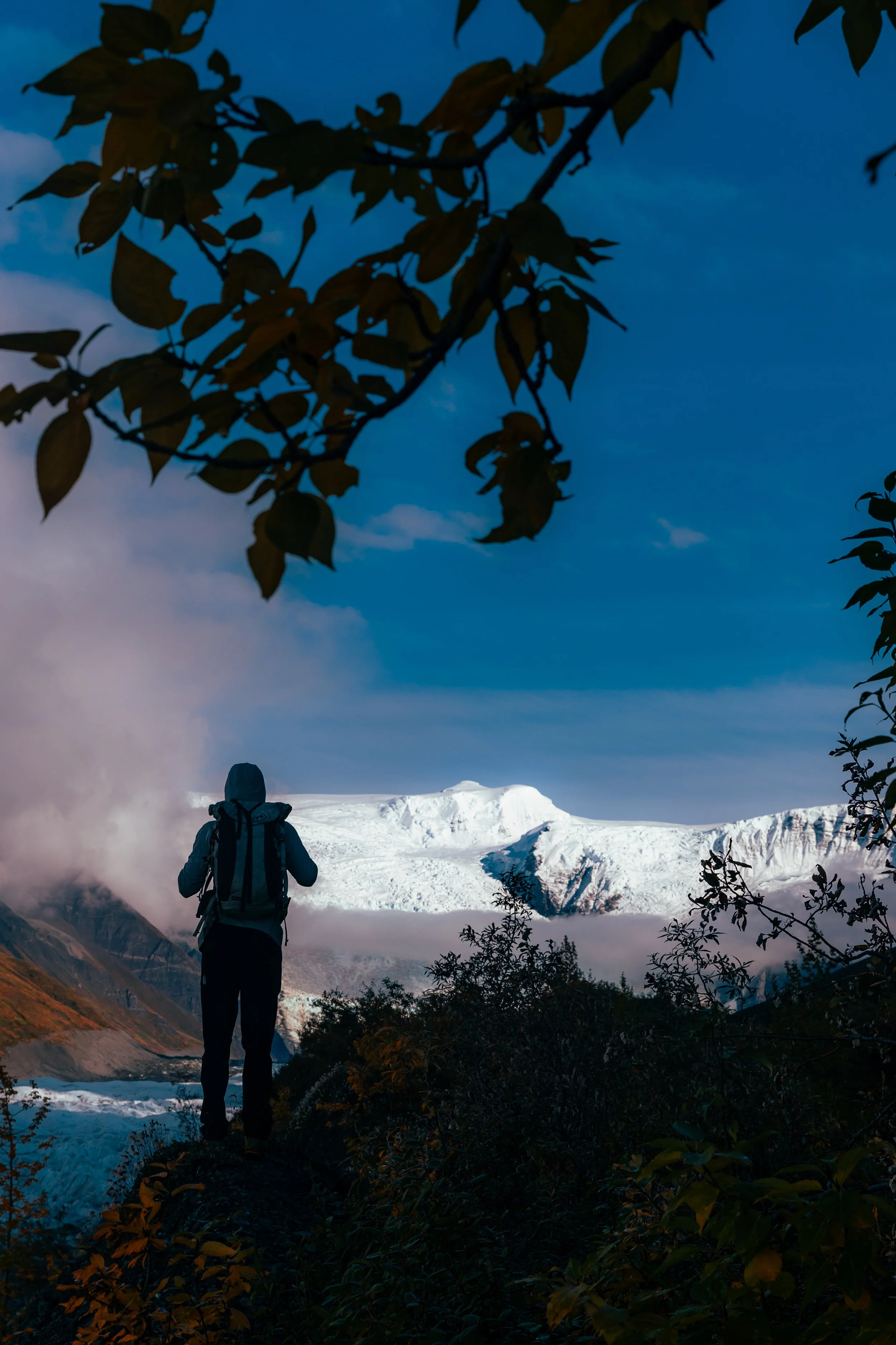 A person with a backpack hiking in front of snow-covered mountains and a glacier, framed with dark leaves in the foreground.