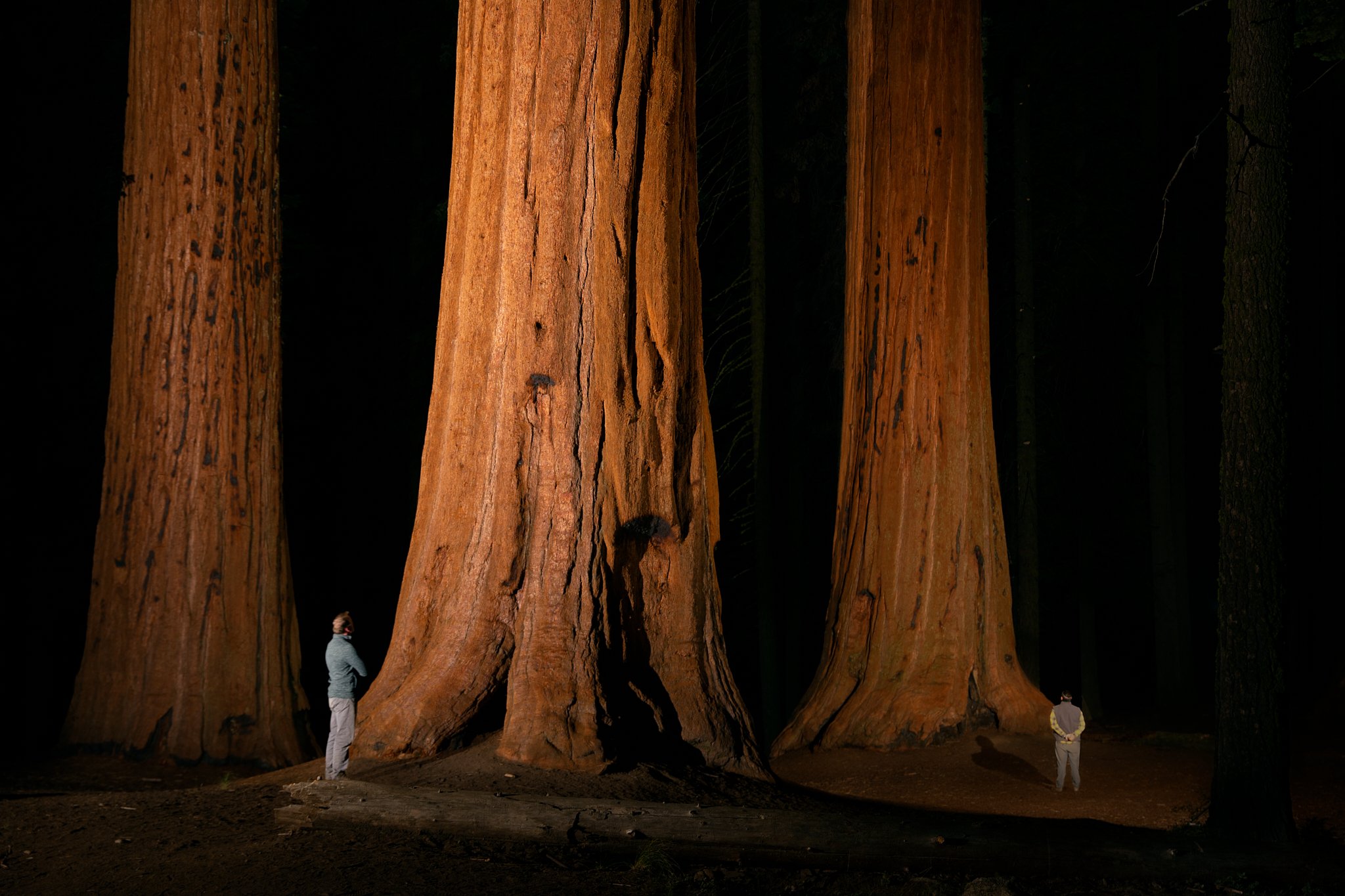 Sequoias_Environmentalists.jpg