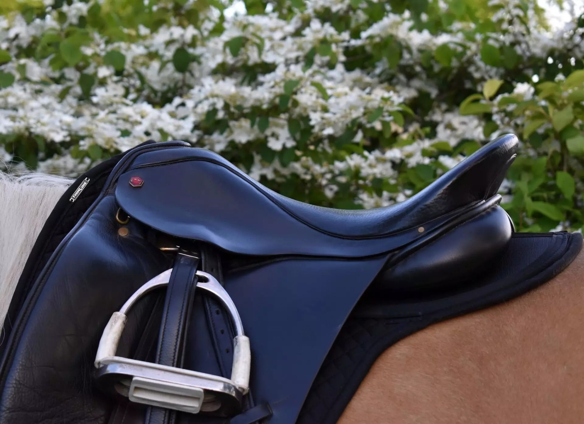 7058-wither-relief-dressage-lifestyle.jpg.jpeg