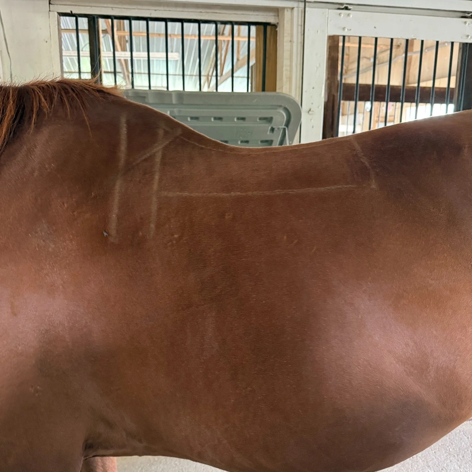 Often times clients will call and say, "I have a TB so I need a narrow saddle." 
Same breed does not equal same tree! These are three different thoroughbreds with three very different backs! I would put all three of these horses in differe