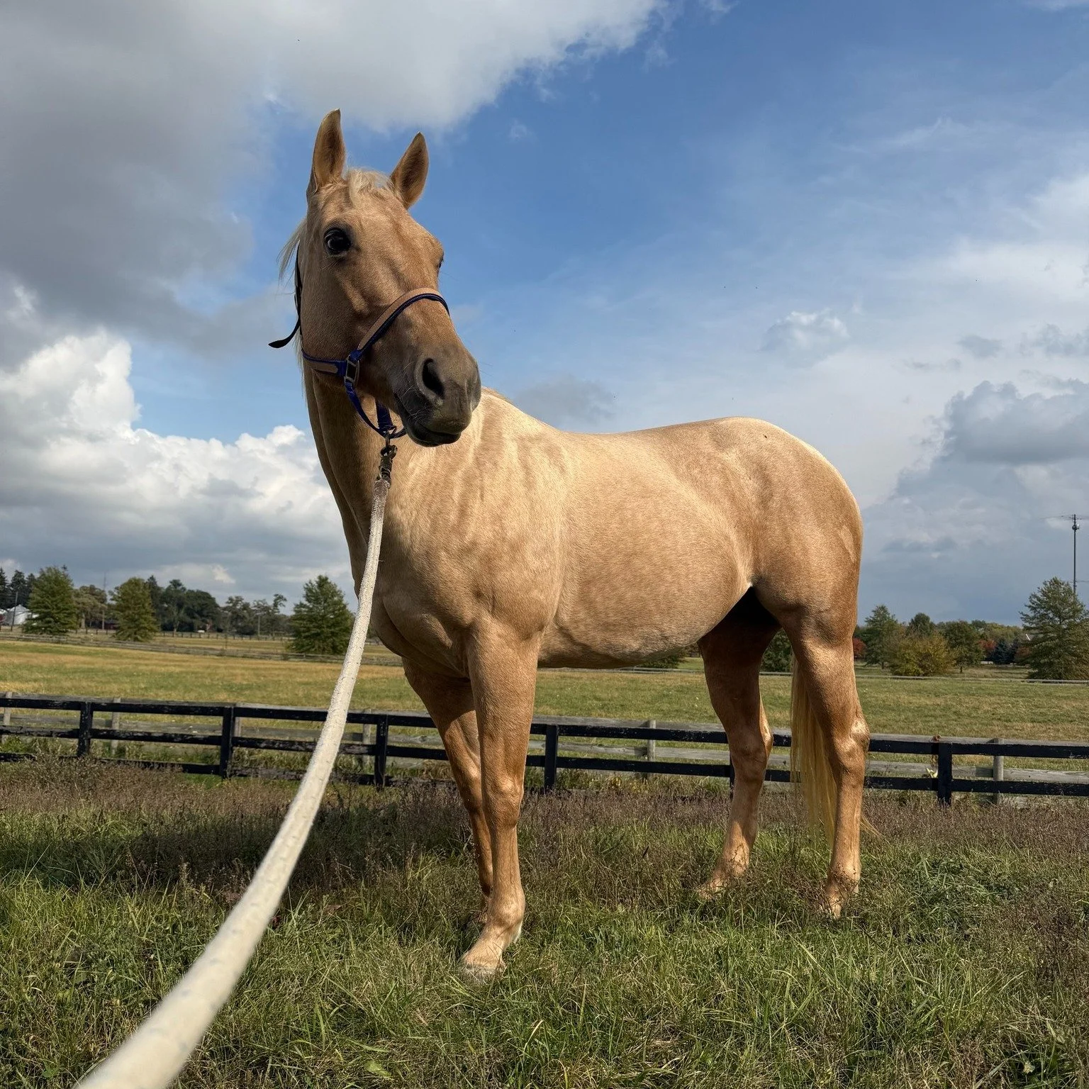 Fall in love with your horse on the ground! 

I often see and hear of people that don't know what to do with their horse if they aren't riding. If the horse needs time to recover from an injury, the saddle needs a repair, or the saddle takes several 