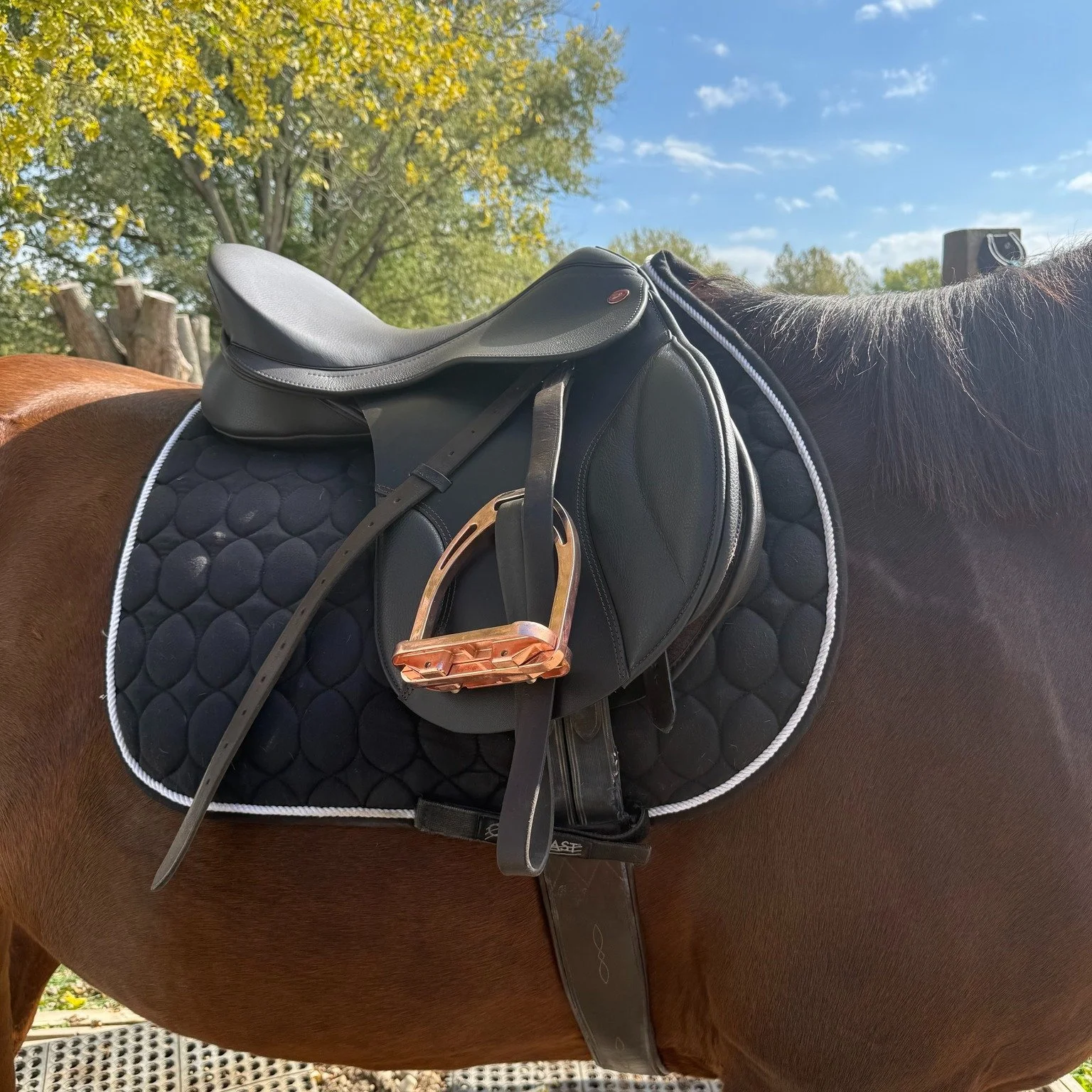 For the high-withered horses, compromises don't need to be made! We fit this cutie in a high withered-Kent and Masters which provided the extra support in the panels that he needed!