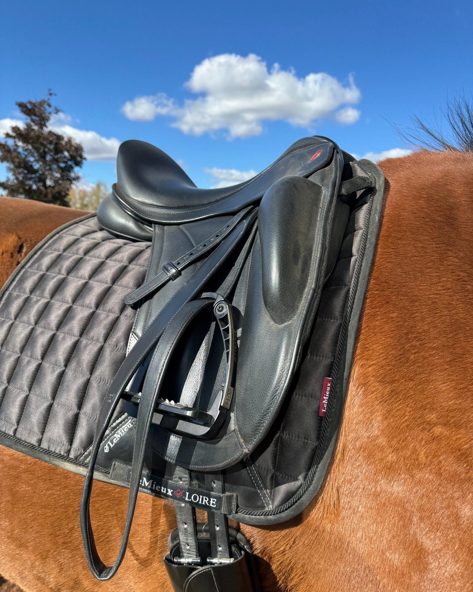 Not sure what to get yourself for Christmas? A saddle would probably suffice.