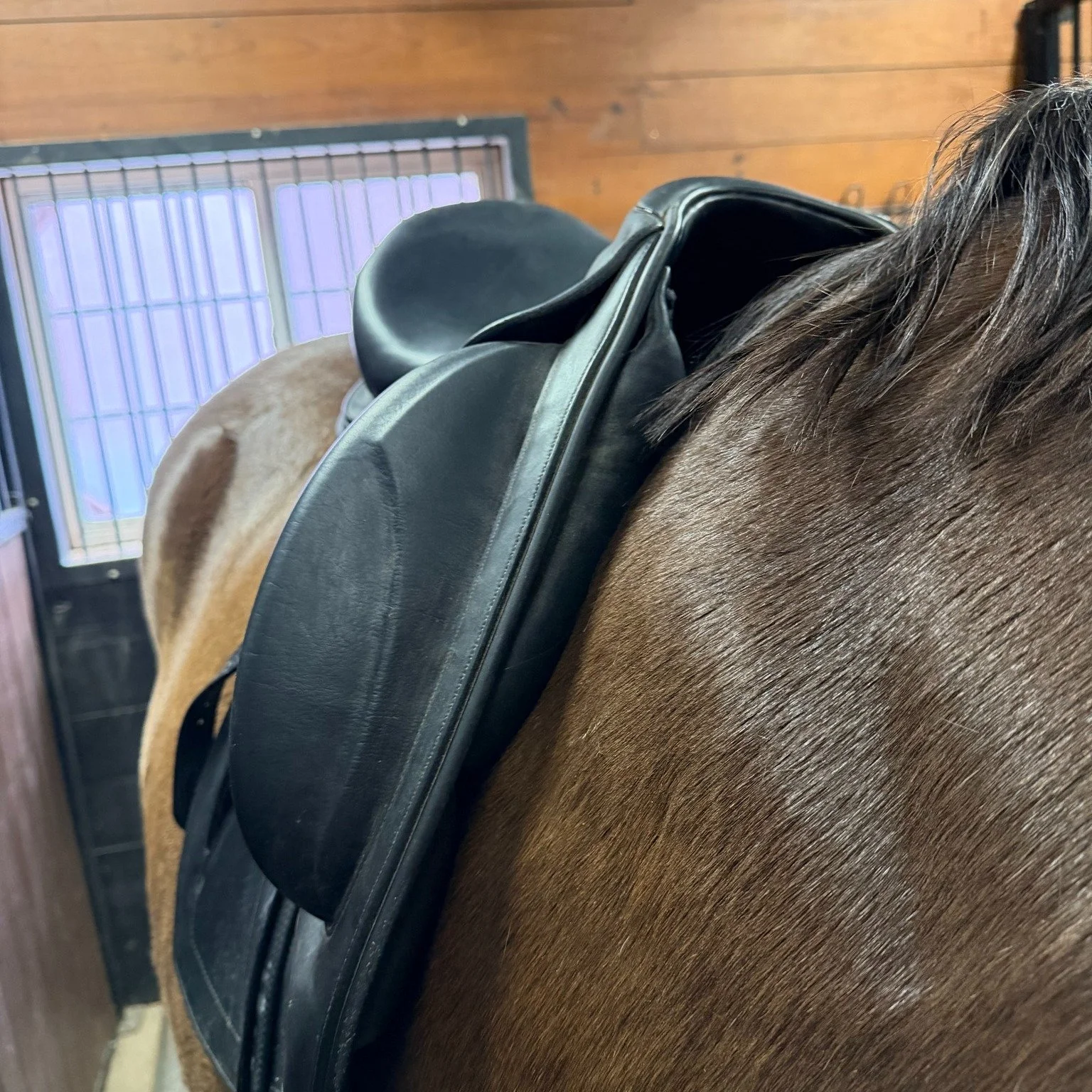 When is the last time you placed your saddle on your horse bare? I would encourage you to do so as we go into this seasonal change! Looking at a saddle bare, with no pad or half pad can be quite revealing for how it is actually sitting on your horse!