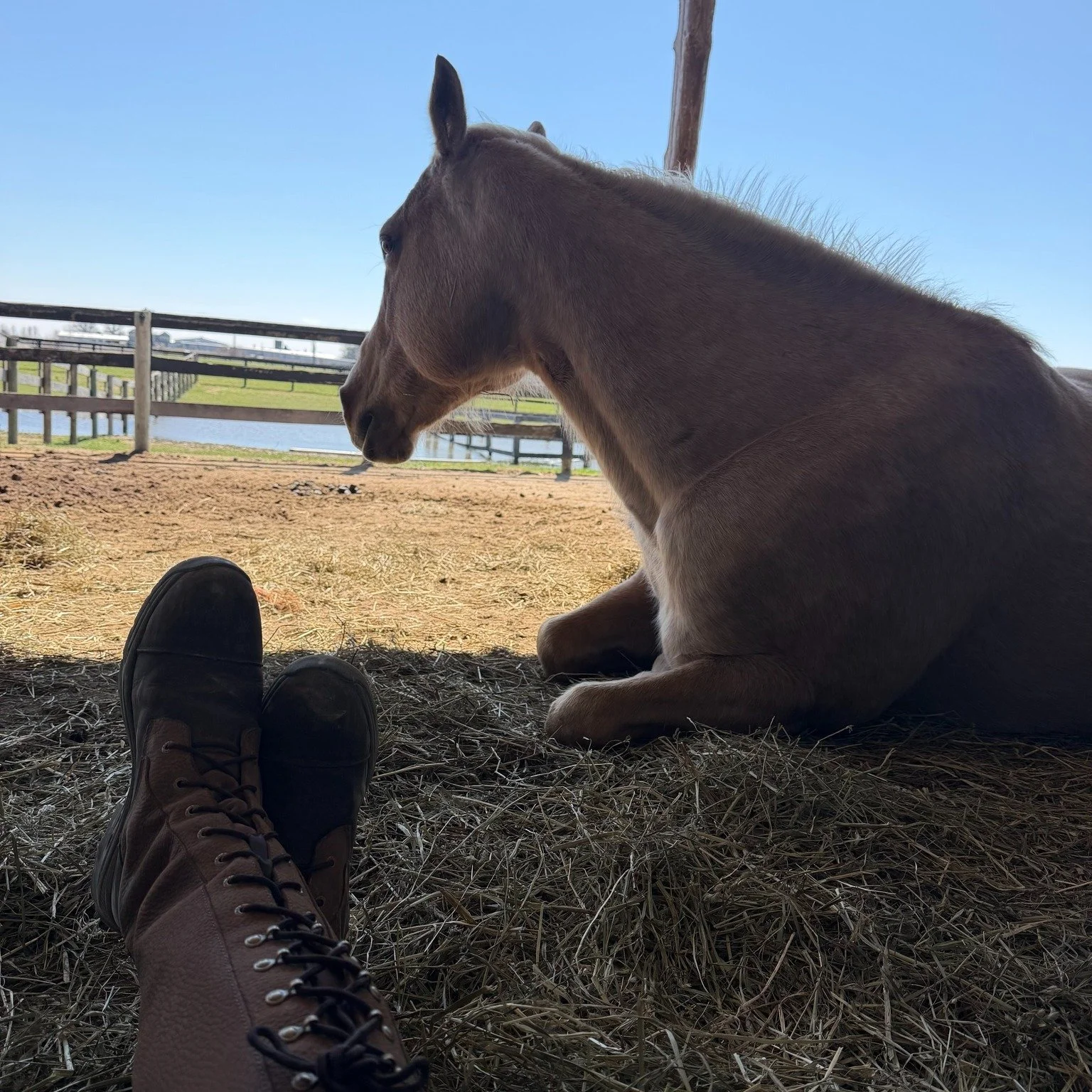 Friendly reminder that business hours reflect normal business hours of M-F 9-5 for responding to texts, emails, and phone calls! Please try to keep texts to normal business hours since nothing in saddles in an emergency! If you don't hear from me, it