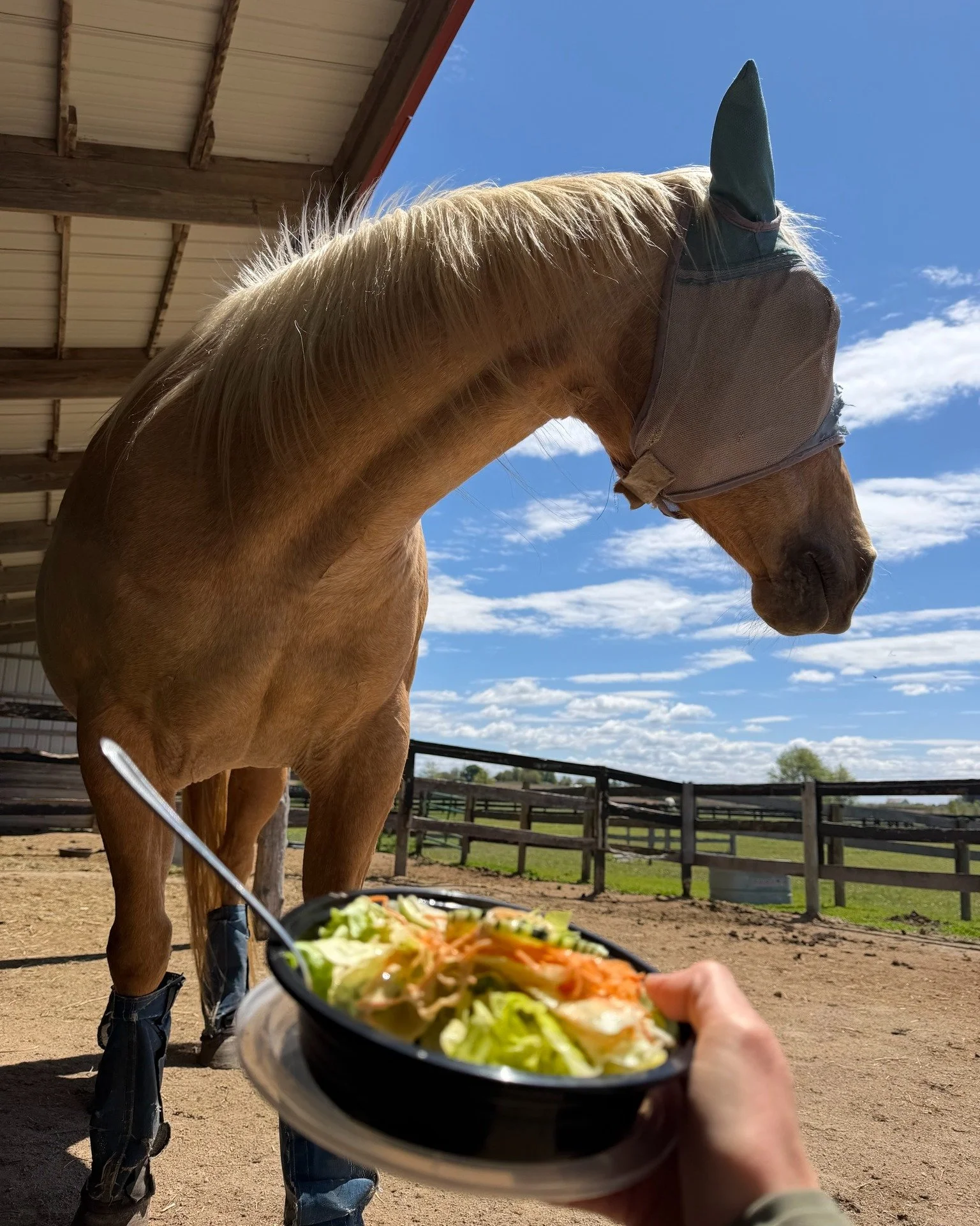 This week I sat in my horse's paddock and had lunch between fittings, it was truly the lunch break of my dreams! I'm thankful for this career that allows me these quiet times, even is the midst of a very busy schedule! I hope you get time to sit quie