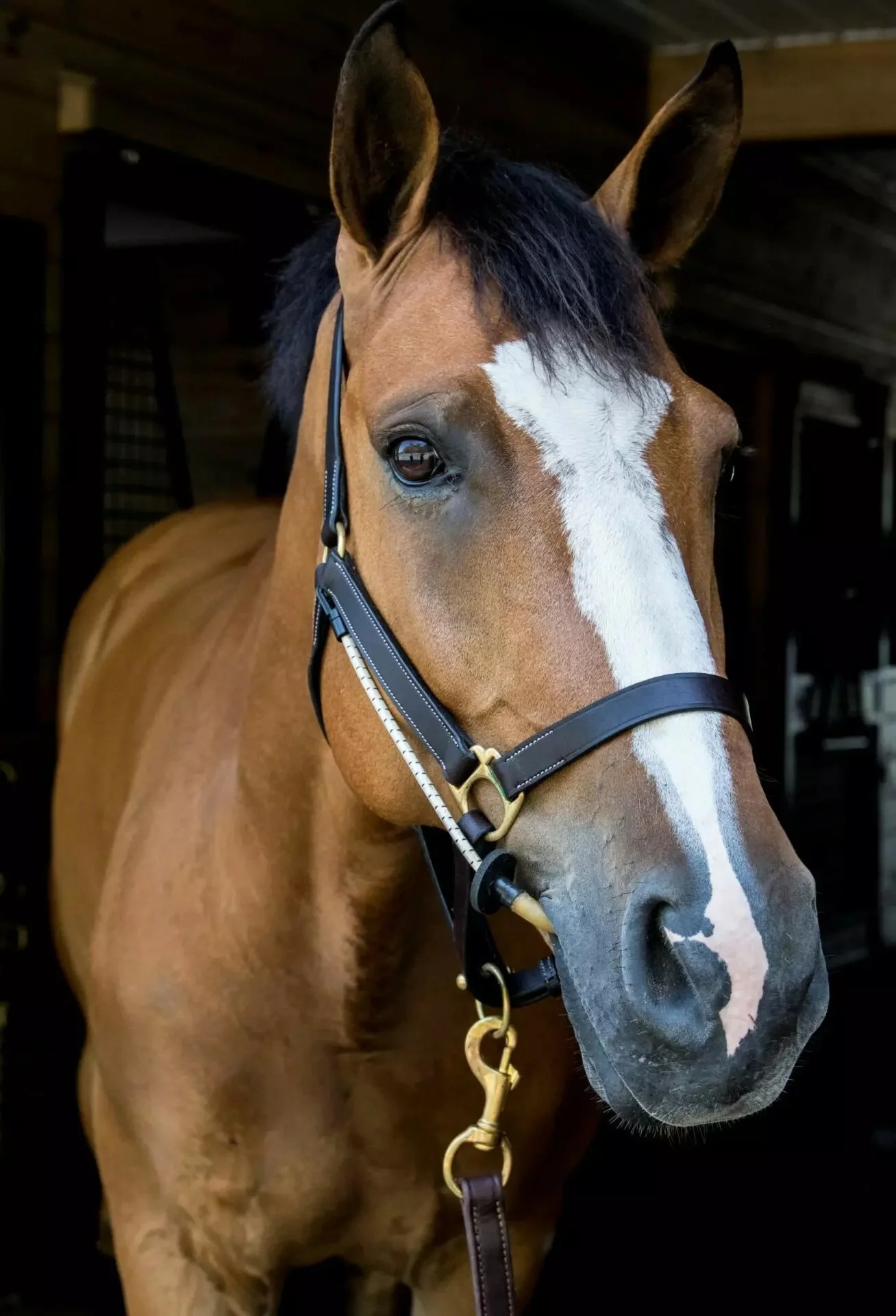 Halter-Busy-Buddy-resized.jpg.jpeg