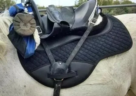 8802-with-saddle.jpg.jpeg