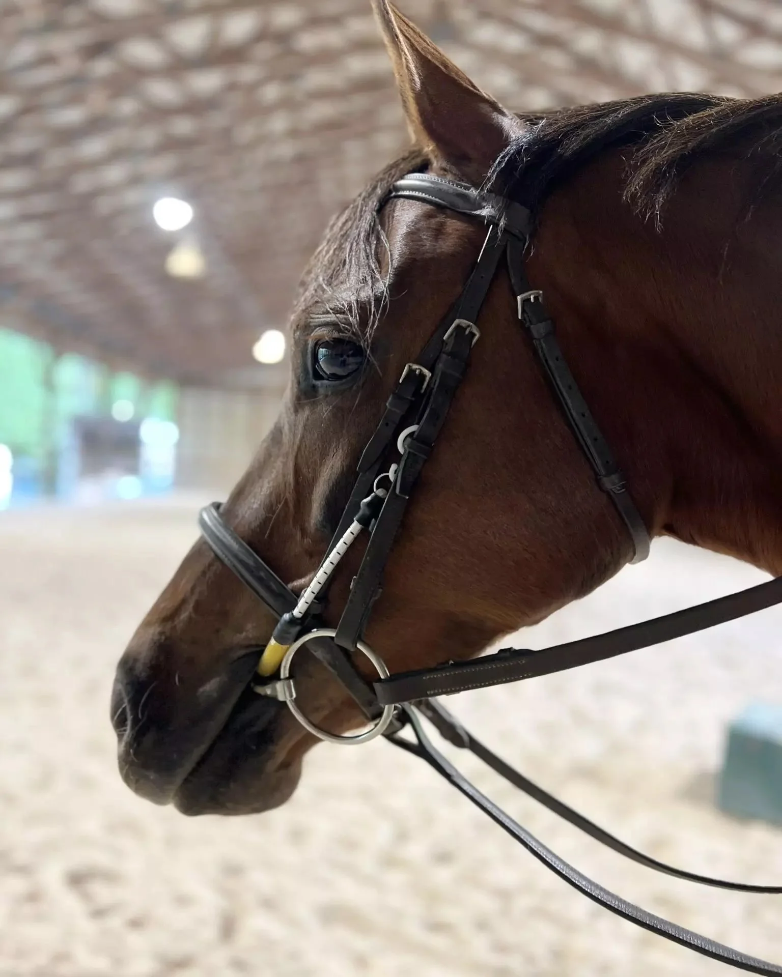 bbbridle2.jpg.jpeg