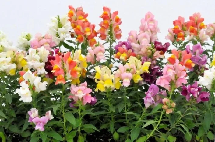 Spring Plant Sale Orders Available for Pick-up on May 21