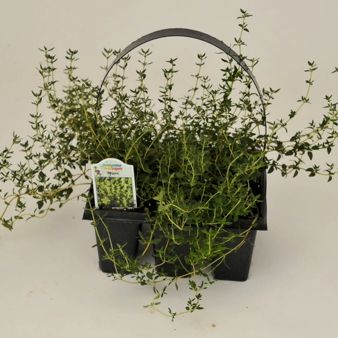 thyme.png