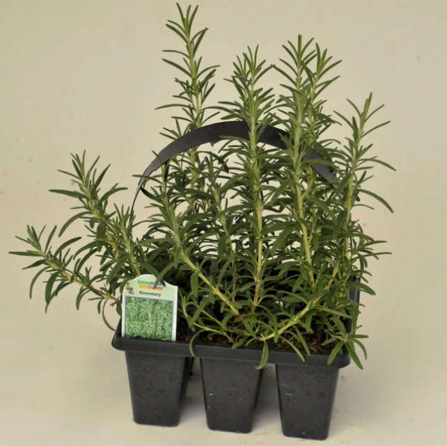 rosemary.png