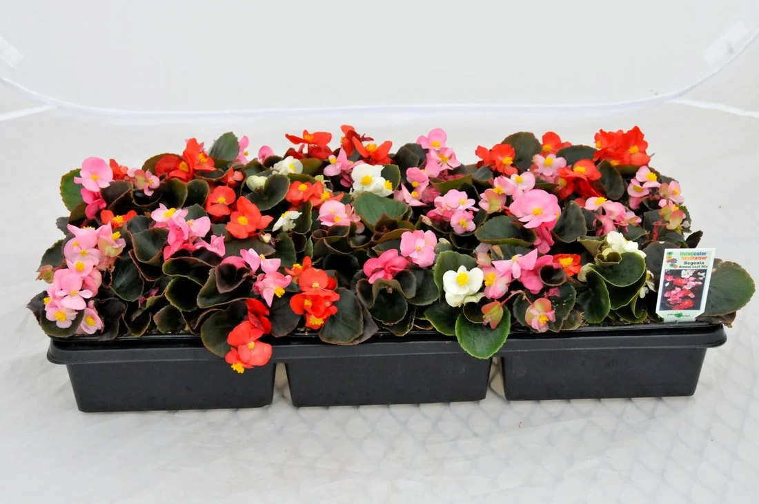 begonia-bronze-leaf-mix.jpg