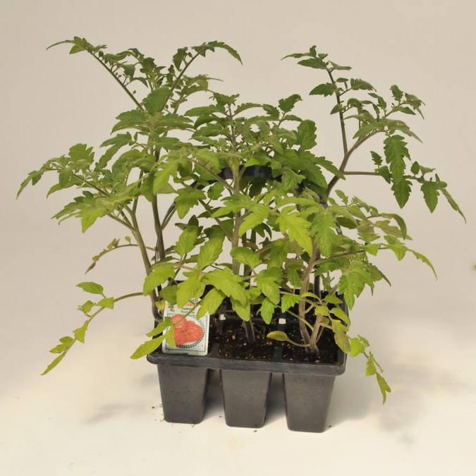 beefsteak-tomato.png