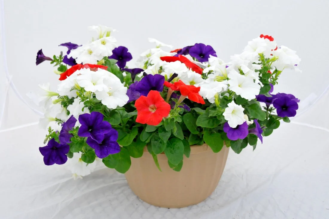 hb-red-white-blue-petunia.jpg