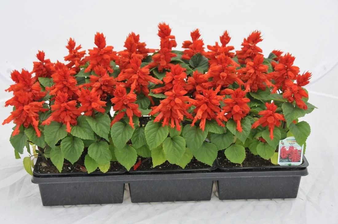 red-salvia.jpg