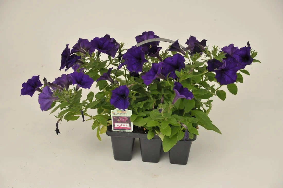 Easy Wave Petunia (6-Packs)