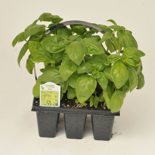 Vegetables & Herbs (6-Packs)