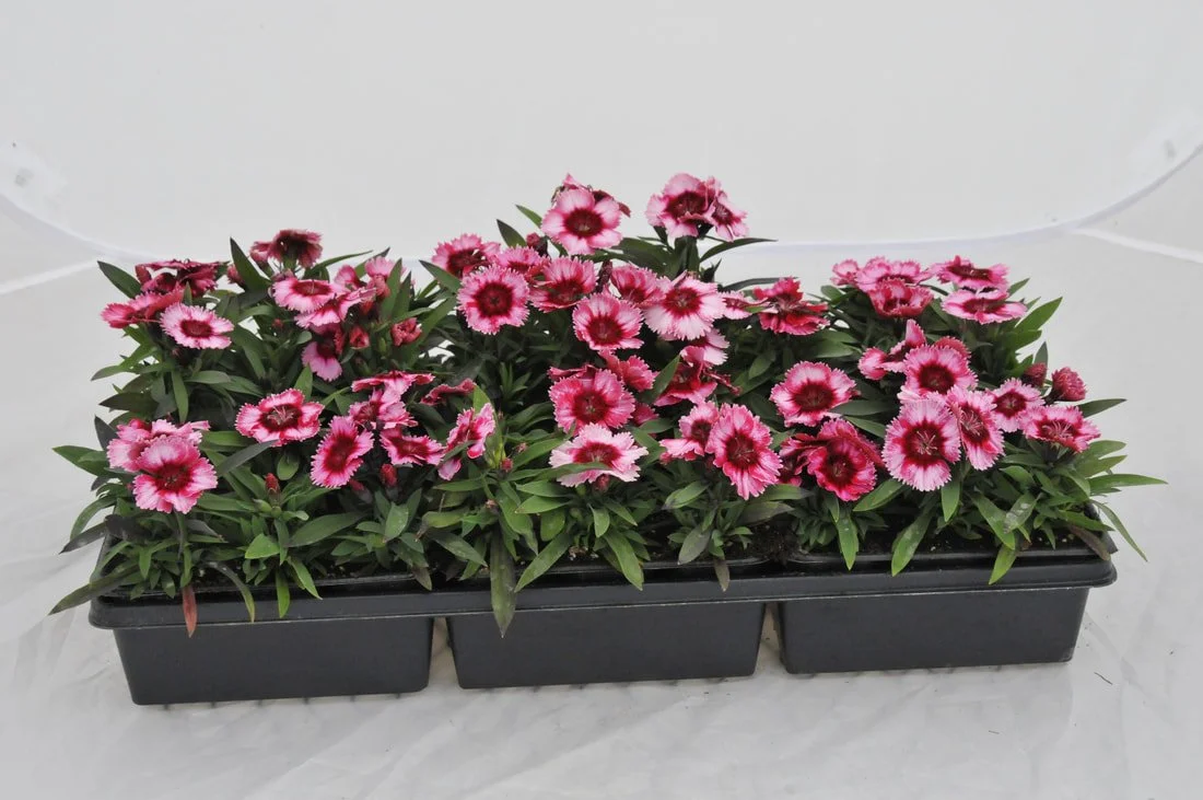 raspberry-dianthus.jpg